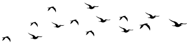 Robolinux series 11 to 12+ migration support